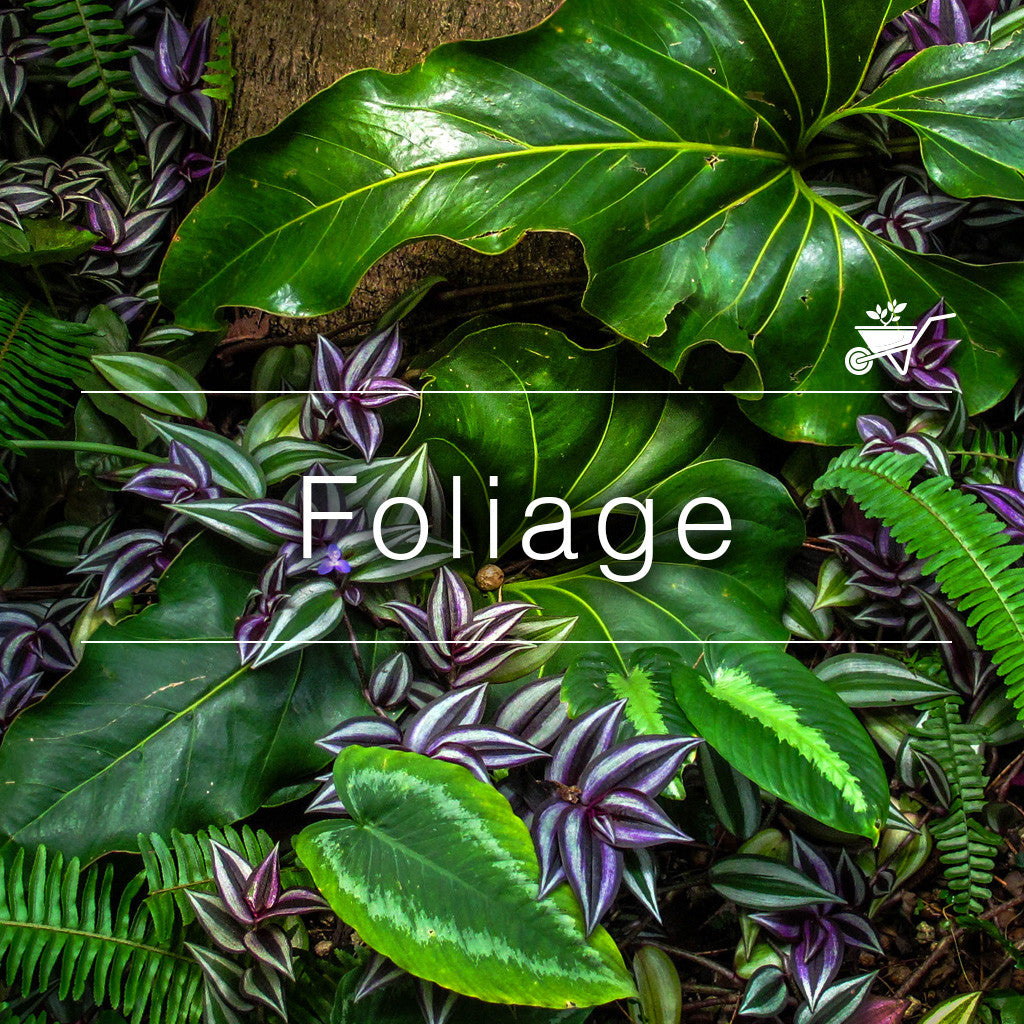 Ornamental foliage plants with vibrant green, purple, and striped leaves in tropical textures