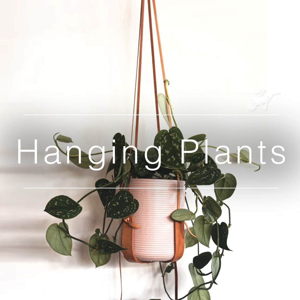 Hanging plant in white ceramic pot with green heart-shaped leaves