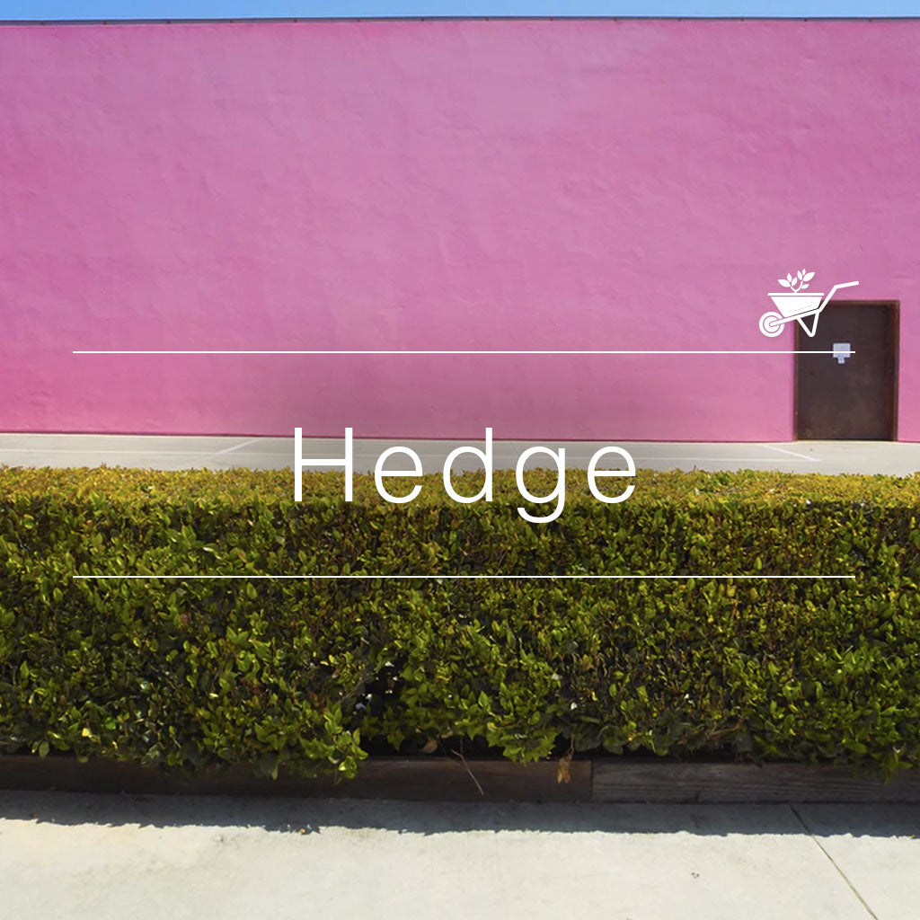 Neatly trimmed green hedge in front of a bright pink wall with a small brown door