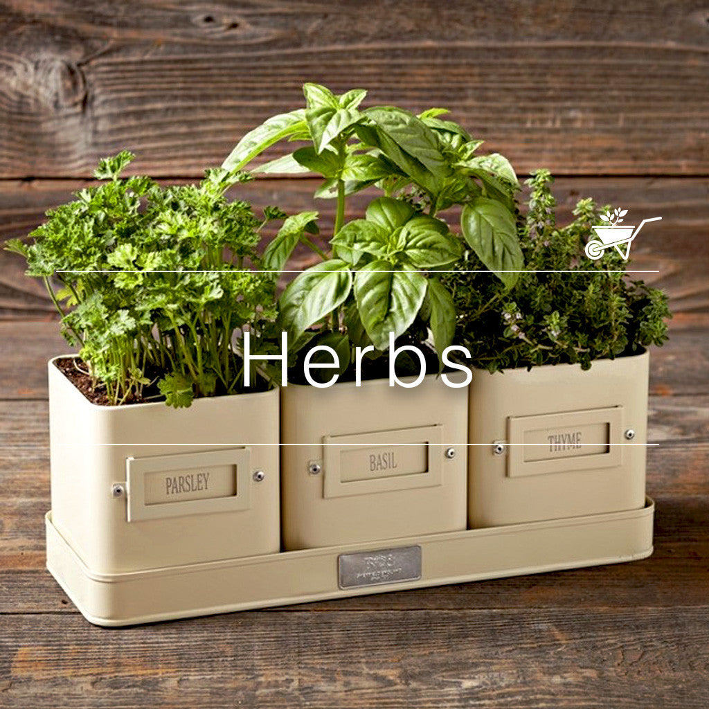 Rectangular beige planter with parsley, basil, and thyme herbs growing in three labeled compartments on a rustic wooden surface
