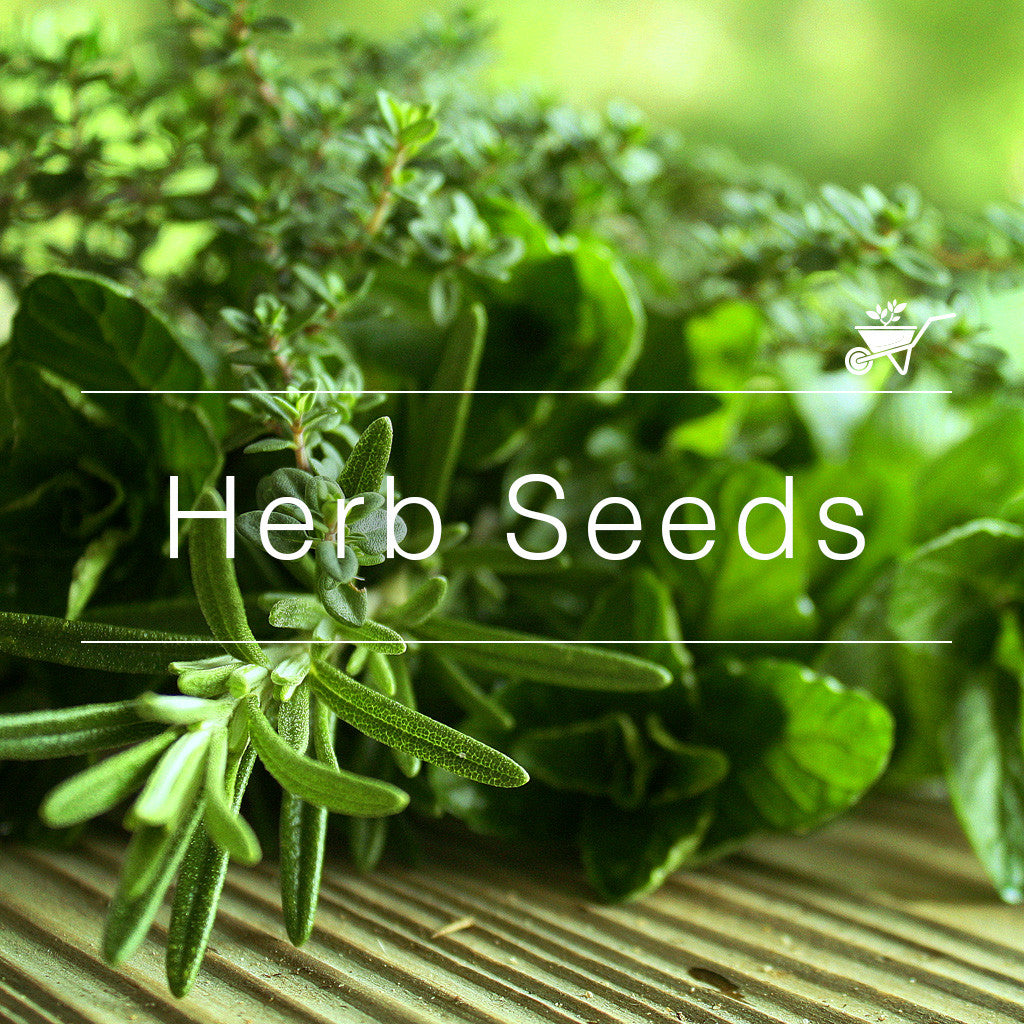 Herb Seeds