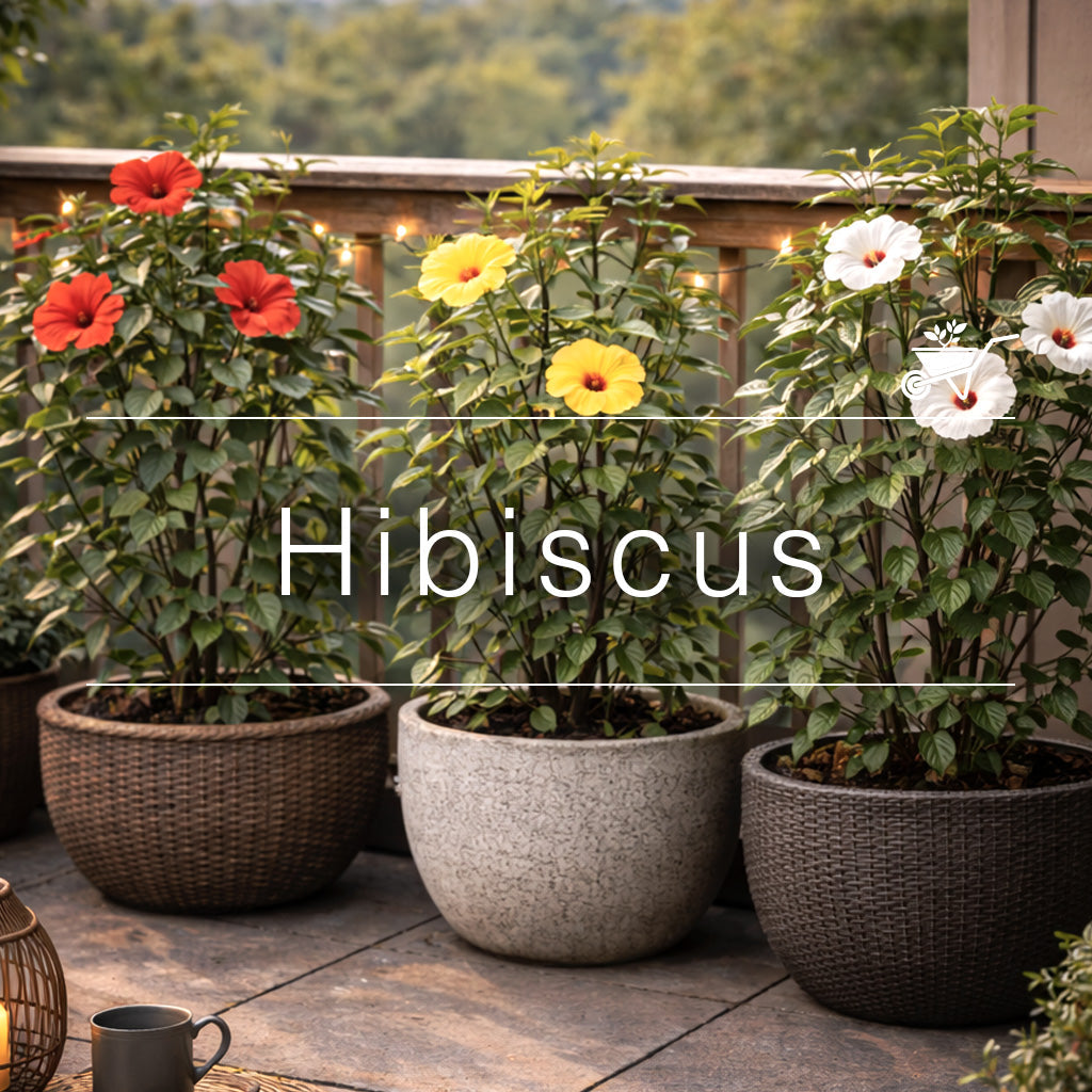 Potted hibiscus plants with red, yellow, and white blooms on a patio.