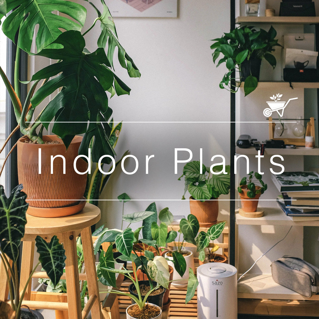 Indoor plants in terracotta and ceramic pots styled in cozy home decor – myBageecha collection