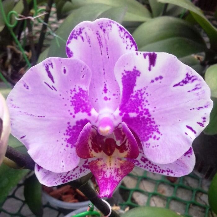 Phalaenopsis