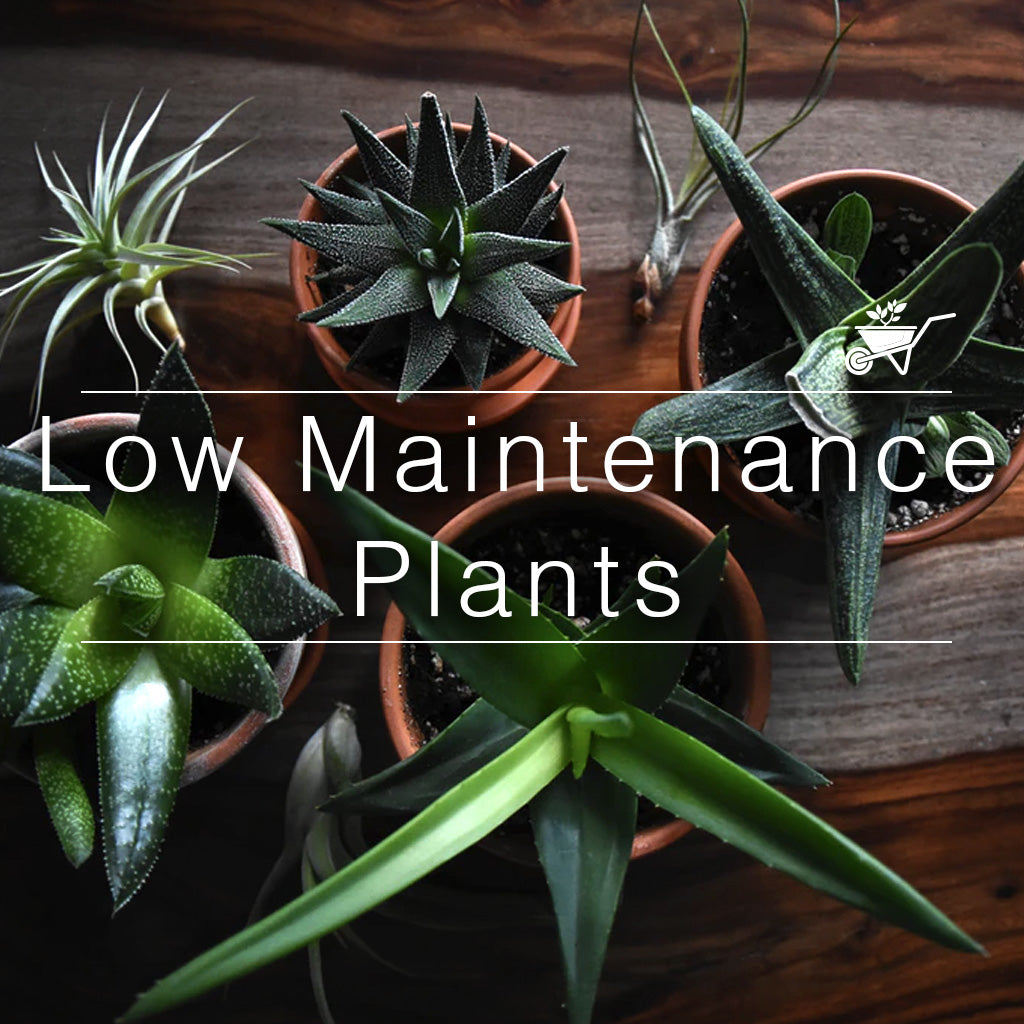 Hardy low maintenance succulent plants arrangement in terracotta planters for indoor decor