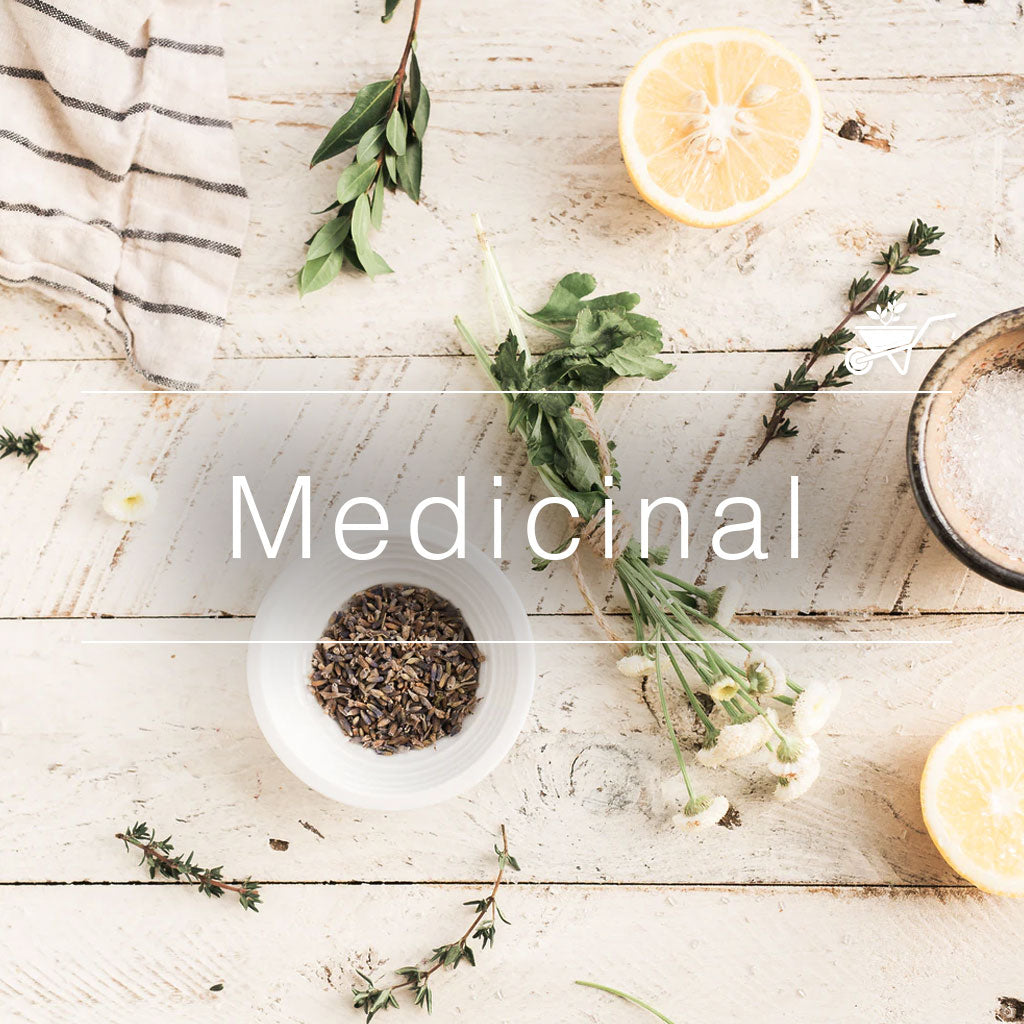 ustic wooden table with fresh herbs, lemon, and natural ingredients used in traditional medicinal remedies – myBageecha