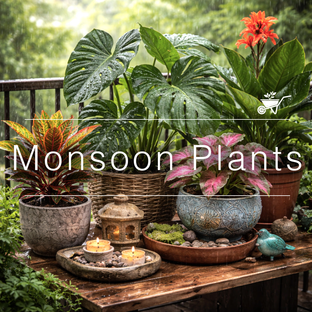 Monsoon plants for balcony garden with monstera, caladium and tropical foliage thriving in rainy season