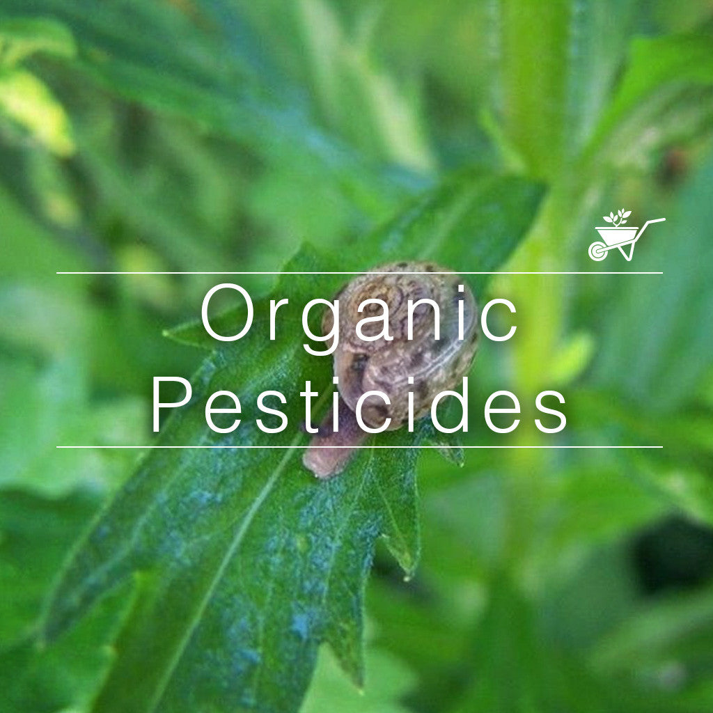 Organic pesticide concept: snail on leaf with natural garden protection theme