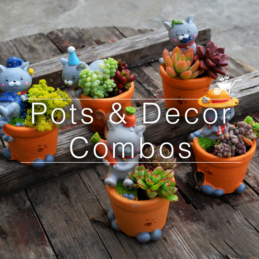 Decor Combo Packs!