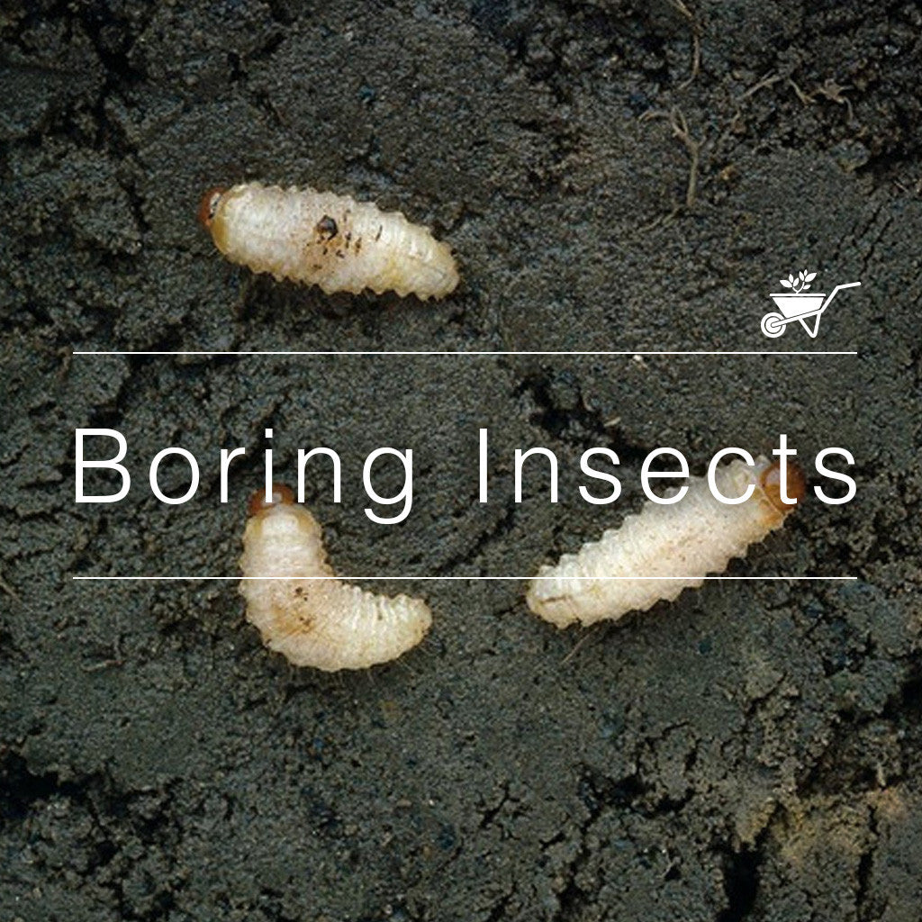 White beetle larvae embedded in dark soil, labeled “Boring Insects” with gardening icon overlay