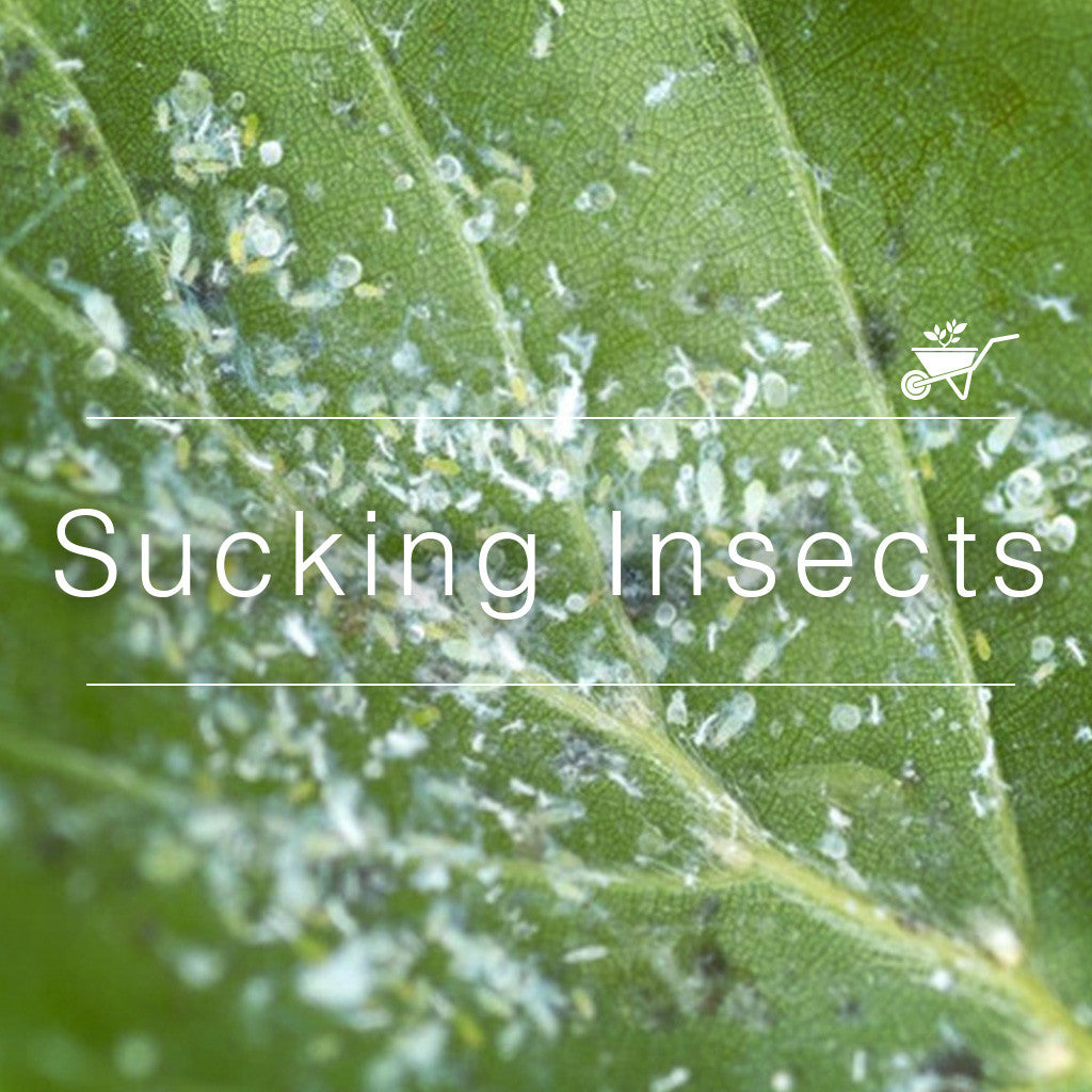 Remedy for Sucking Insects