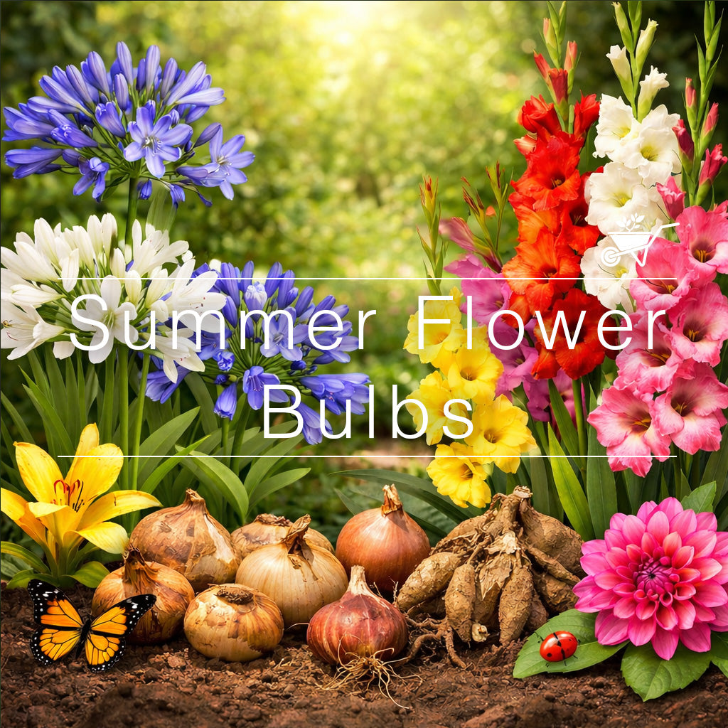 Colorful summer flower bulbs and blooms including lilies, gladiolus, and dahlias displayed in a vibrant garden scene.