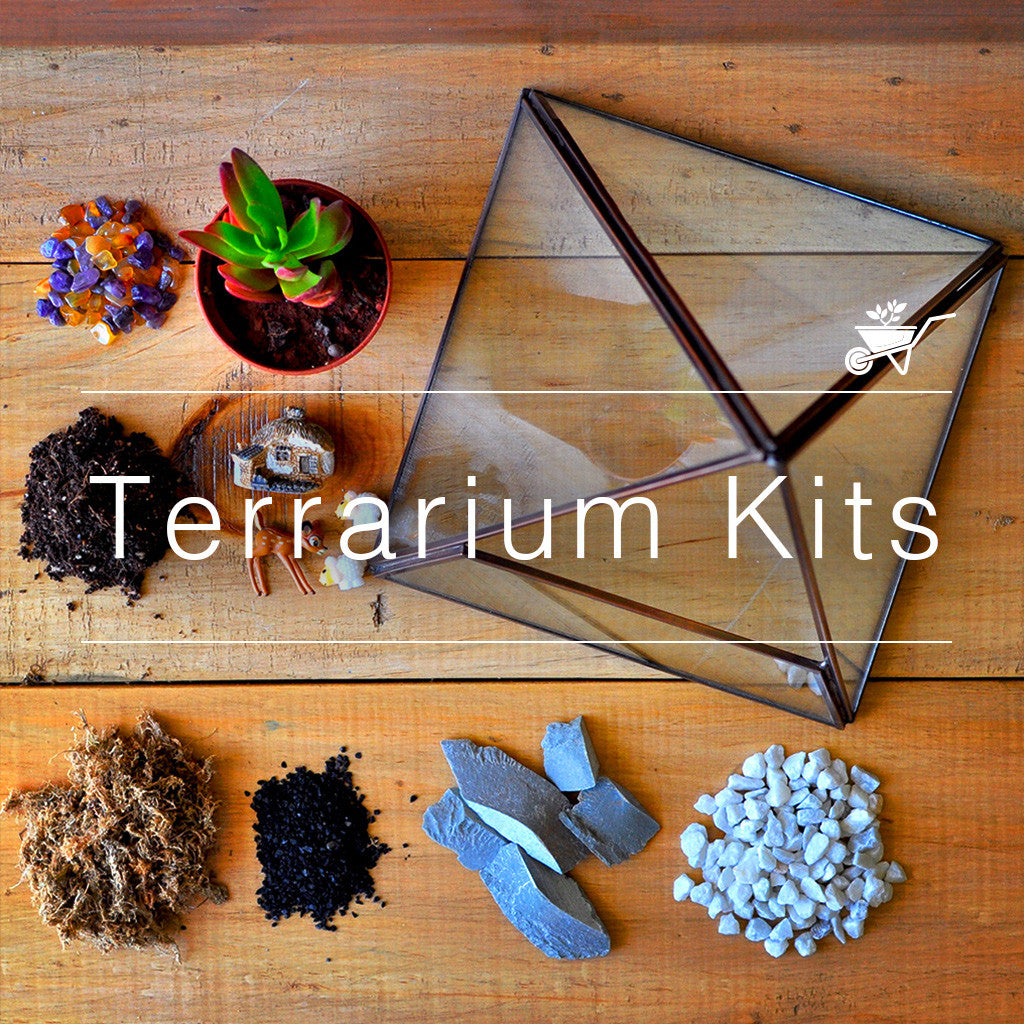 Terrarium Moss Kit