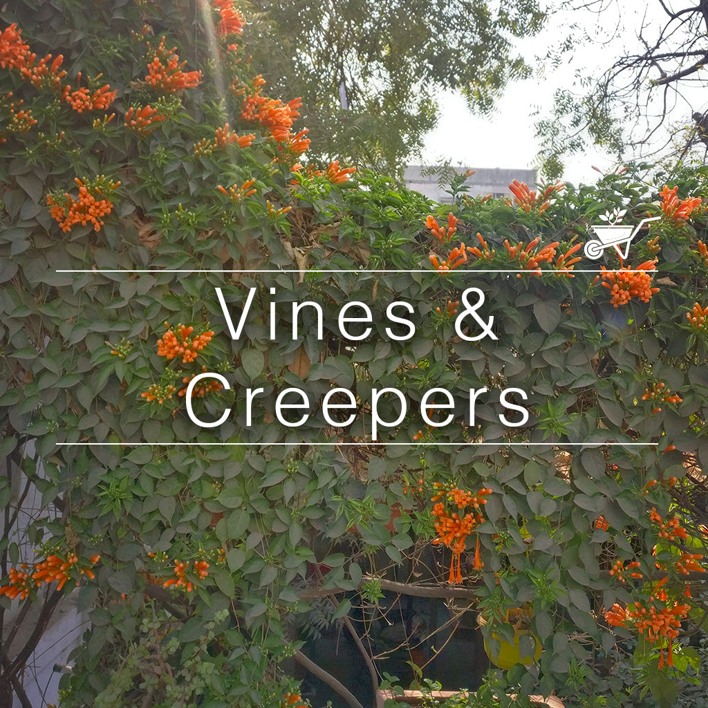 Vines and creepers with orange flowers climbing on a wall – myBageecha vines collection