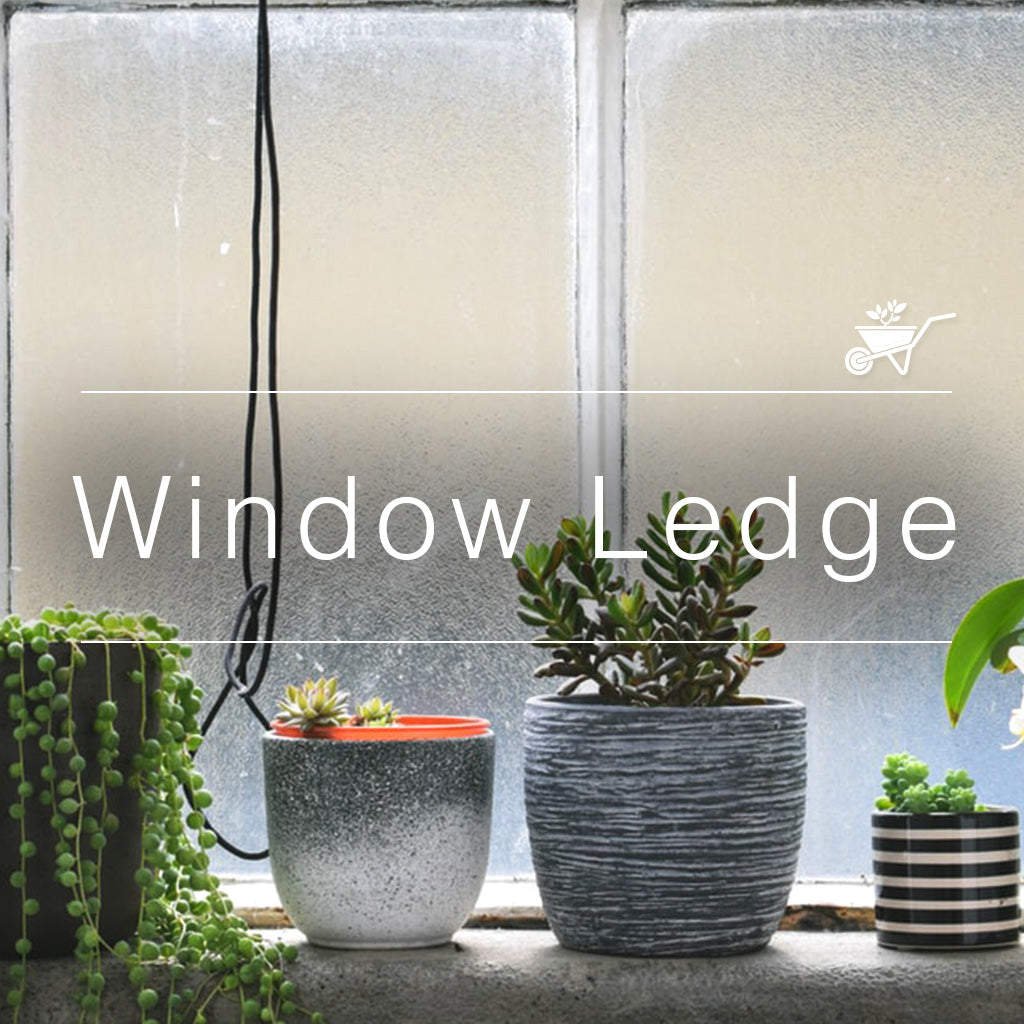 Four potted indoor plants on a window ledge with frosted glass, featuring decorative pots and hanging cords.