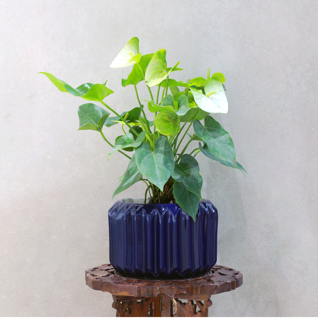 Melian Ceramic Planter - myBageecha