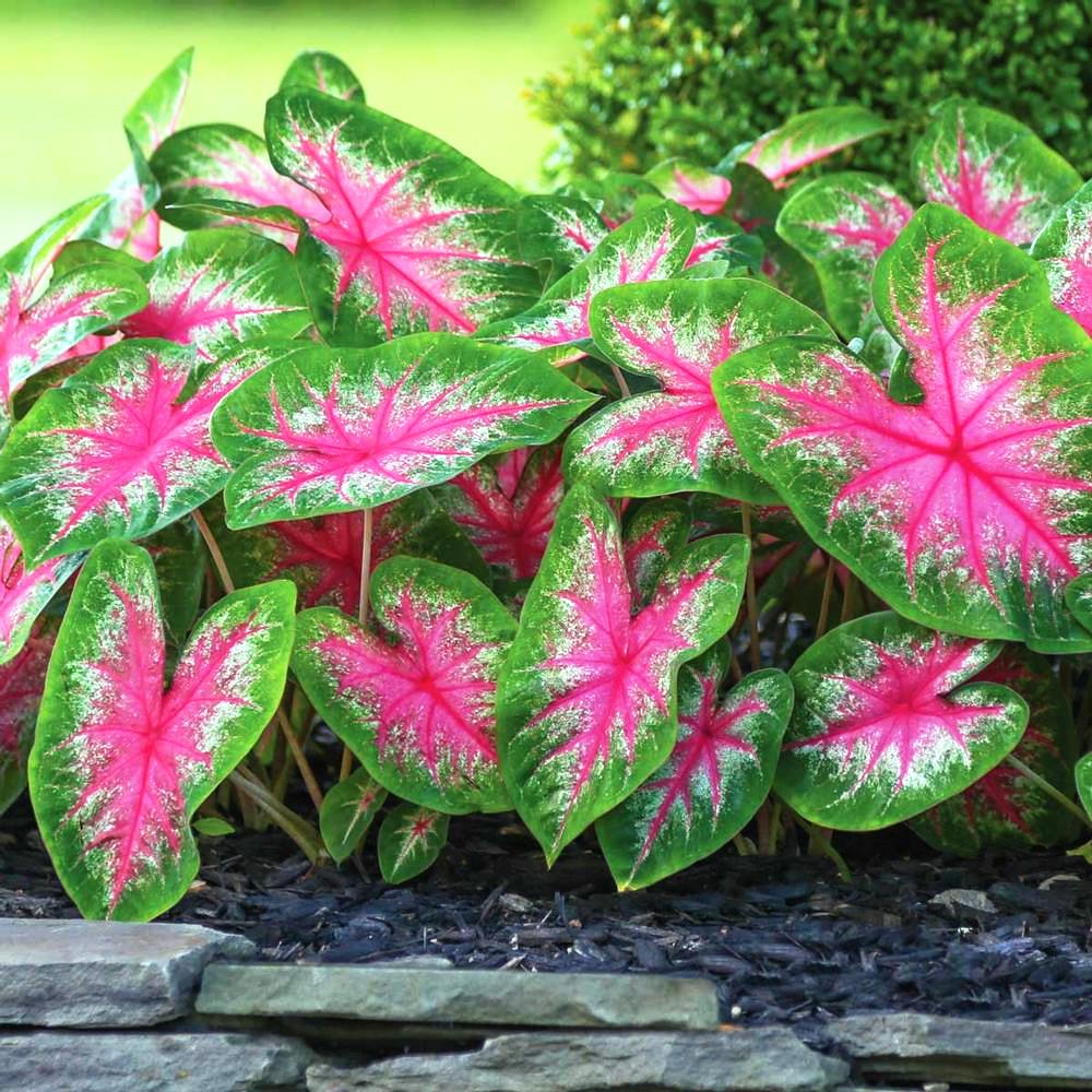 Caladium 'Rosebud' (Bulbs)