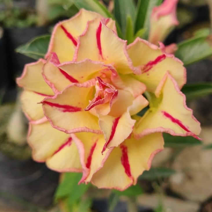 Tropical Love Adenium Plant - myBageecha