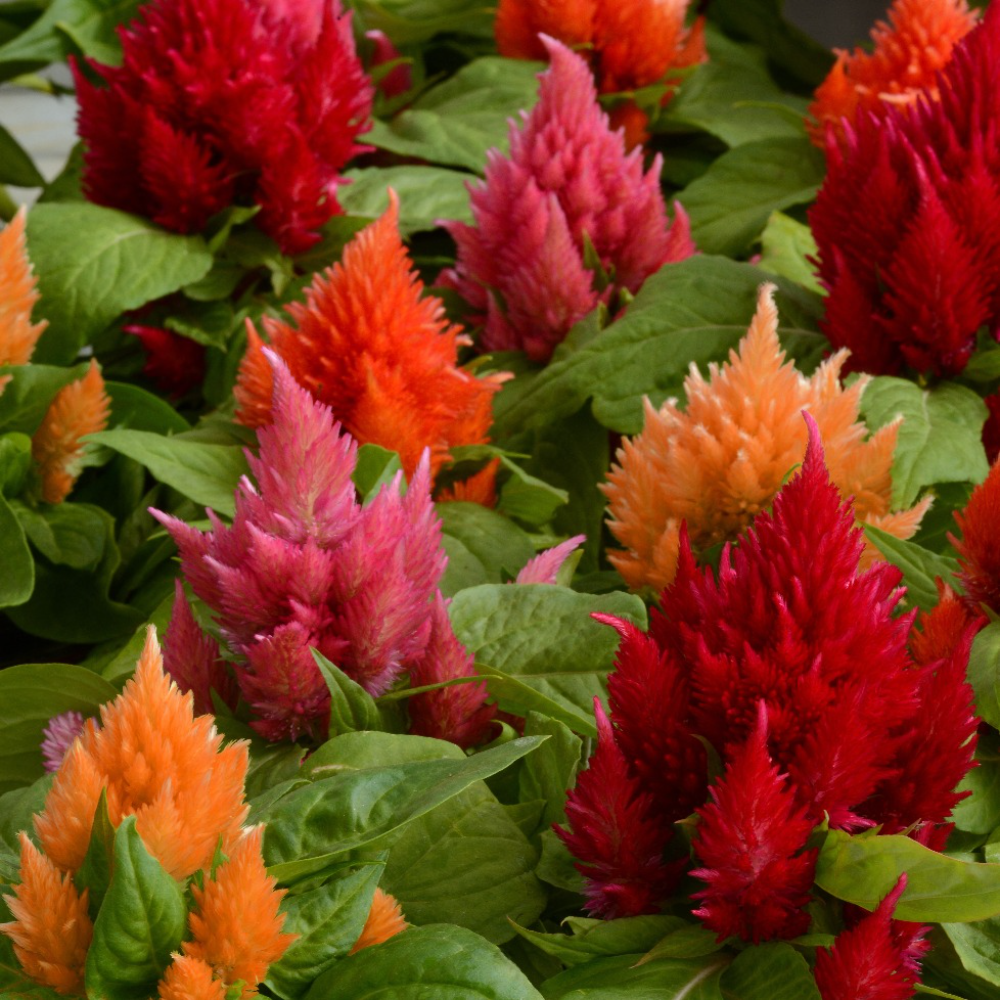 Celosia Icecream Mix Flower Seeds – vivid plumes – myBageecha