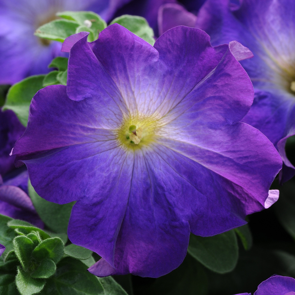 Petunia Sophistica Blue Morn Flower Seeds – blue morn blooms – myBageecha