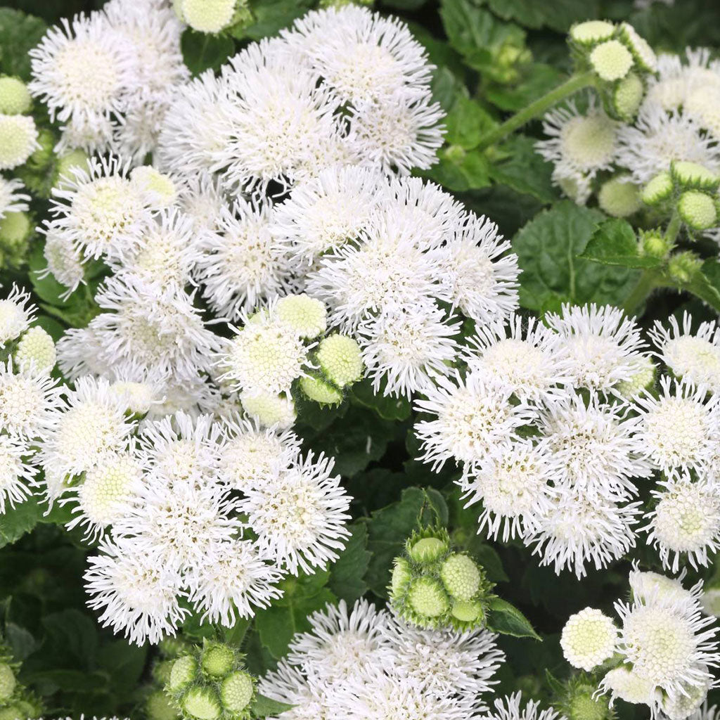 Ageratum White Ball Flower Seeds – white blooms – myBageecha