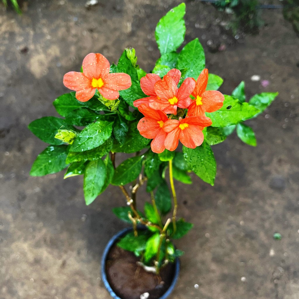 Aboli Arka Ambara Plant - myBageecha