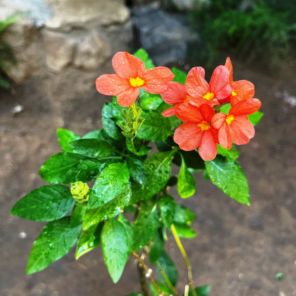 Close-up of Aboli Arka Shreeya pink flowers showing soft salmon tone and glossy leaves