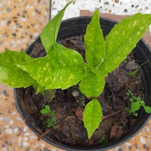 Aucuba japonica Plant with pot shown how it is shipped from myBageecha