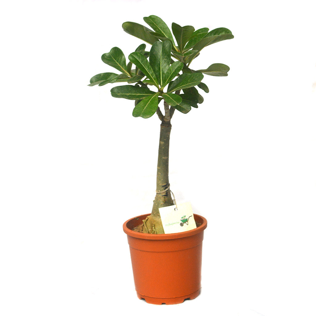 Carmine Stripe Adenium Plant - myBageecha