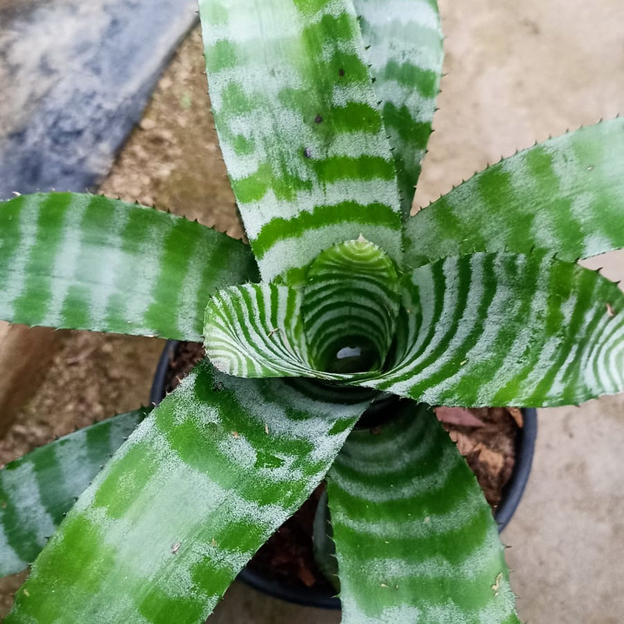 Front view of Aechmea chantinii showing upright bract and striped foliage.