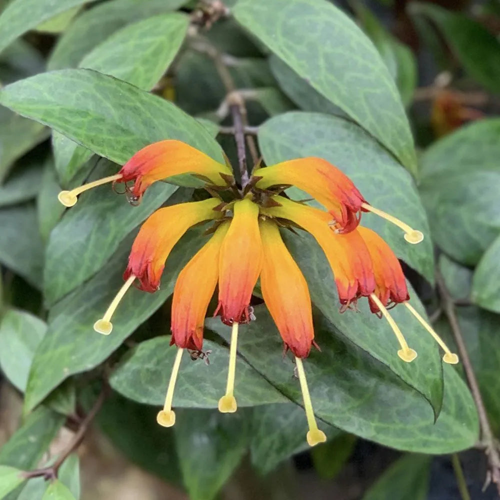 Aeschynanthus longicaulis Plant