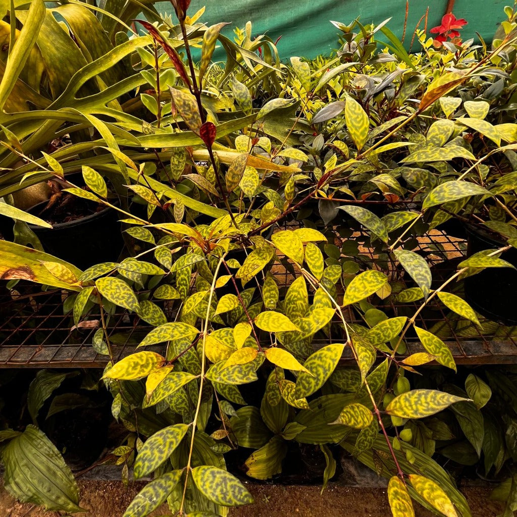 Aeschynanth longicaulis Plant-myBageecha