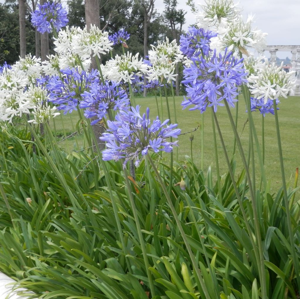 Agapanthus Mix Bulbs - myBageecha
