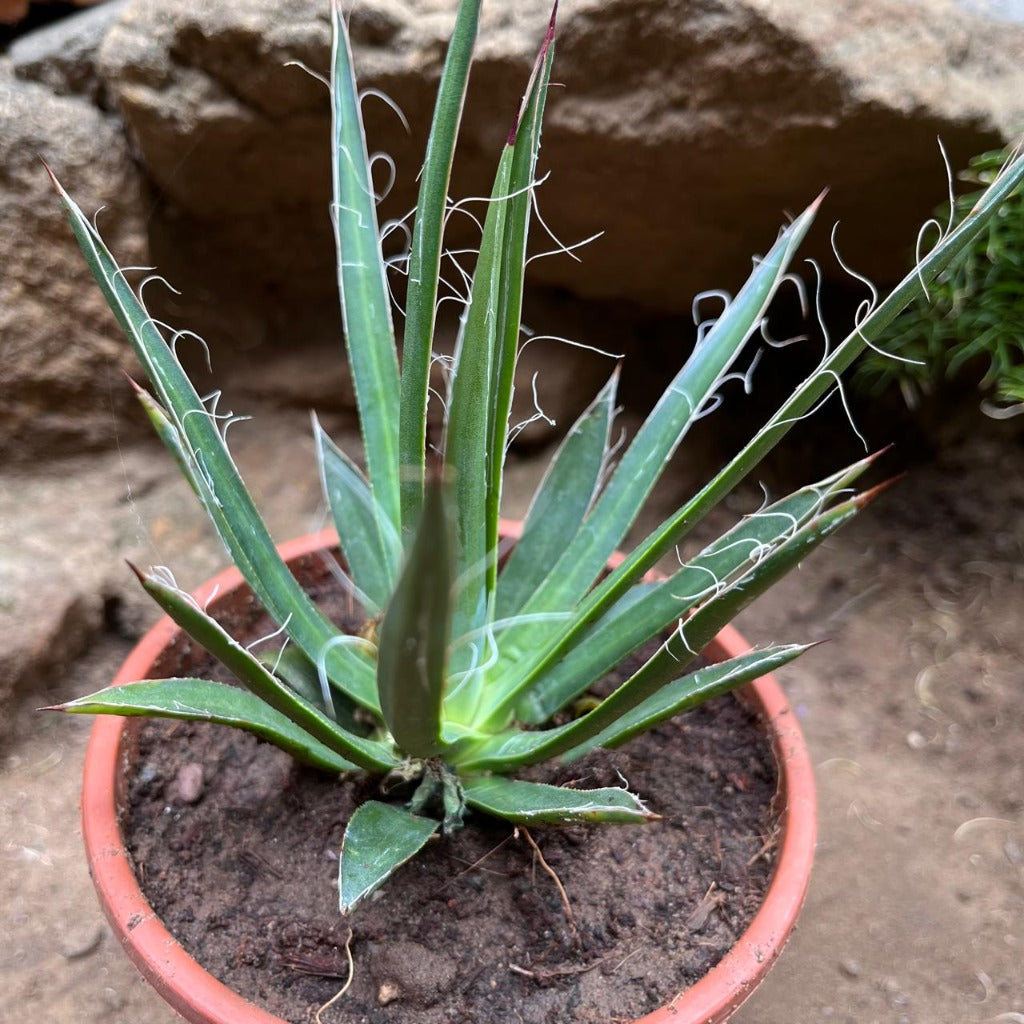 Agave Filifera compacta Plant-myBageecha