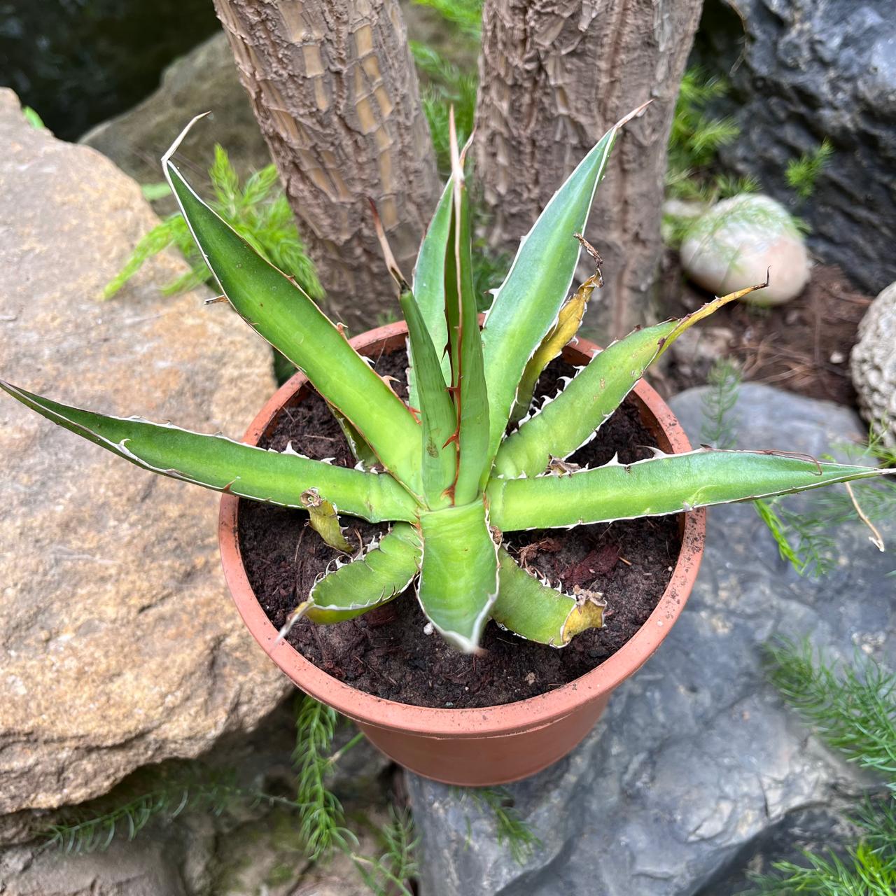 Agave Horrida perotensis-myBageecha