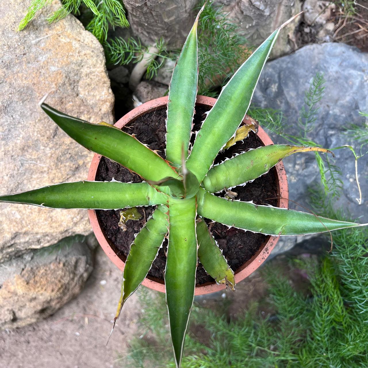 Agave Horrida perotensis-myBageecha