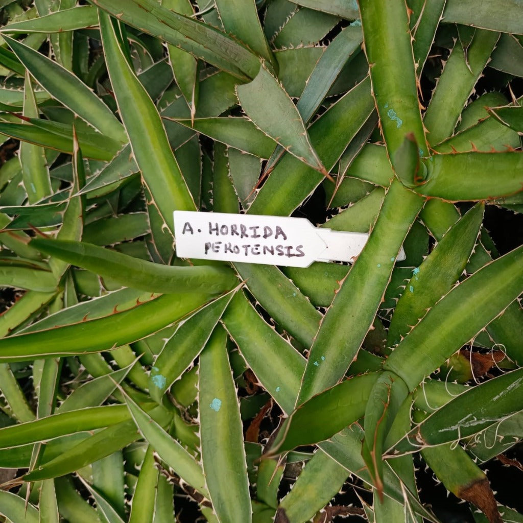 Agave Horrida perotensis-myBageecha