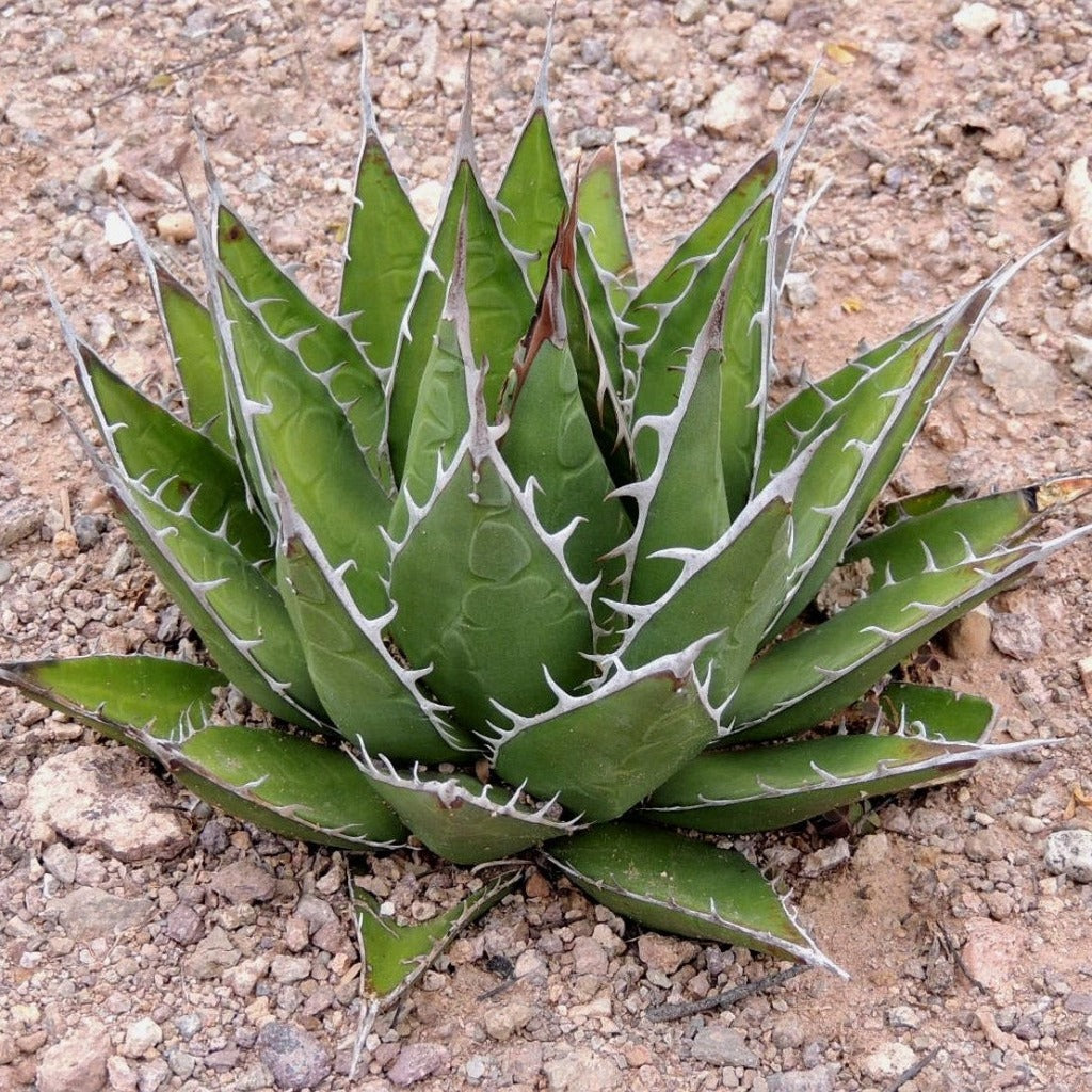 is agave a cactus or succulent Agave horrida perotensis Cactus Plant Online