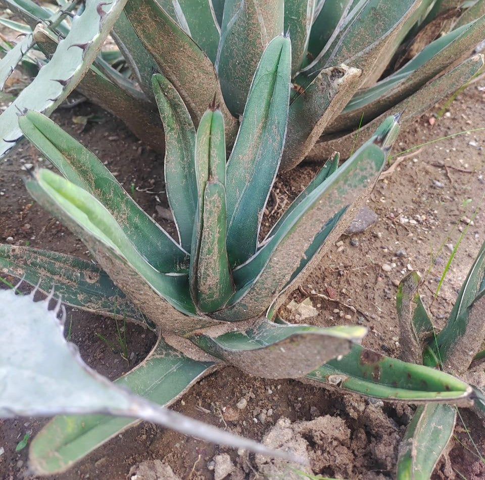Agave nickelsiae fernandis  Decorative Rosette Succulent | myBageecha