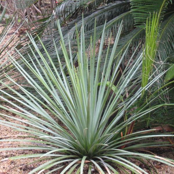 Agave striata ssp. falcata-myBageecha