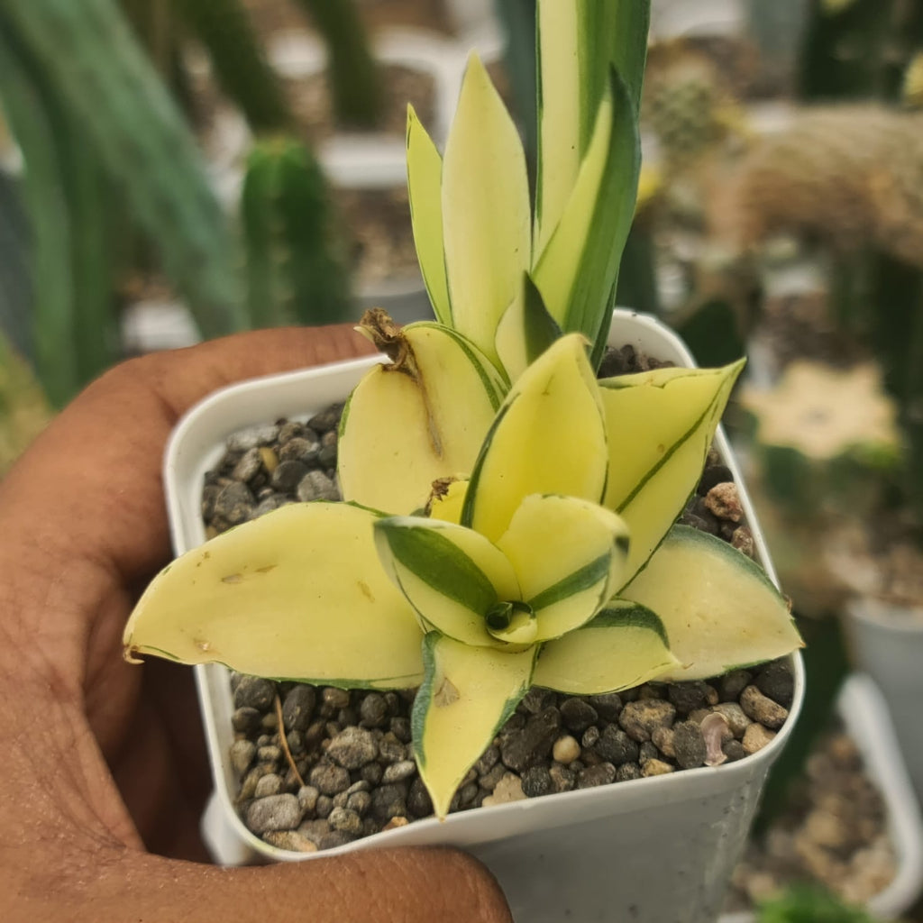 Agave Desmettiana 'Superstar' Cactus Plant-myBageecha