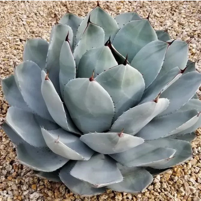 is artichoke a succulent Agave parryi Truncata Artichoke Agave Plant