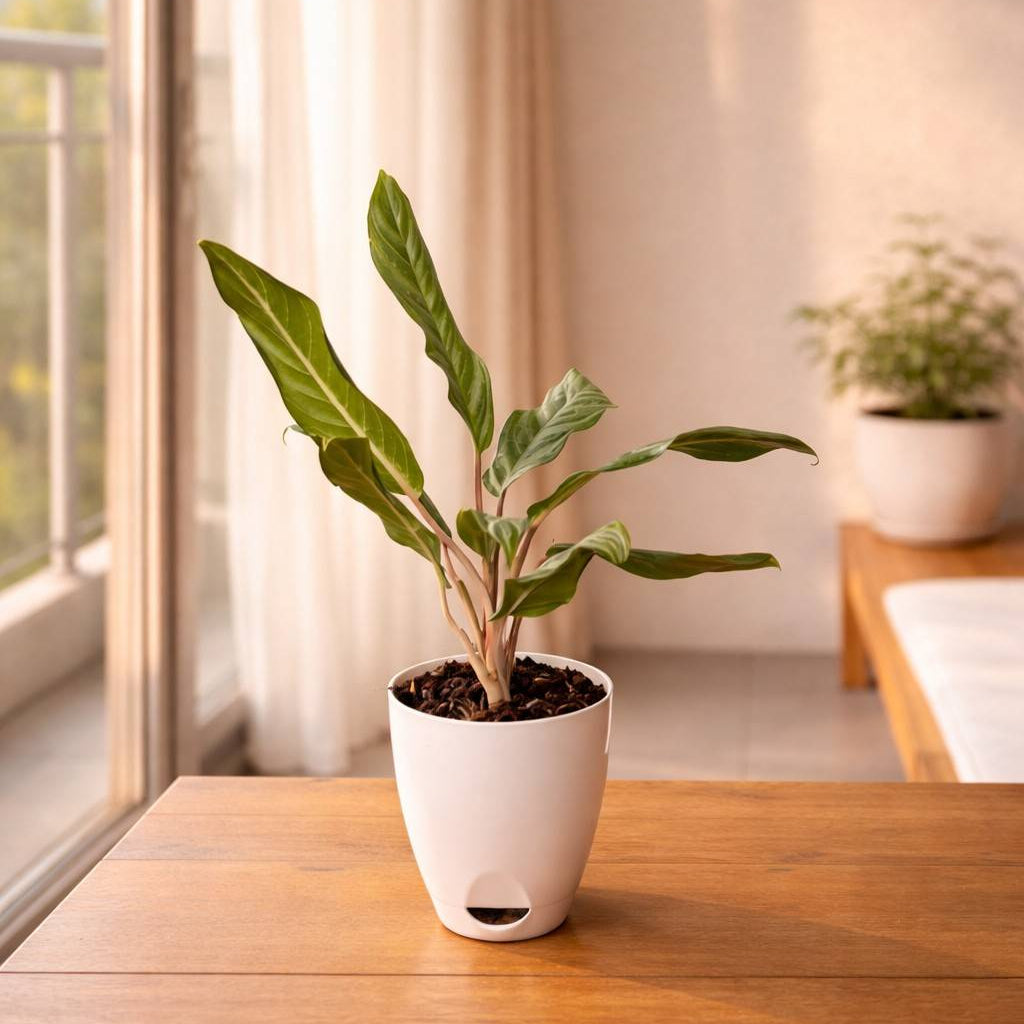 Aglaonema Crispum Plant –Aqua white pot – myBageecha