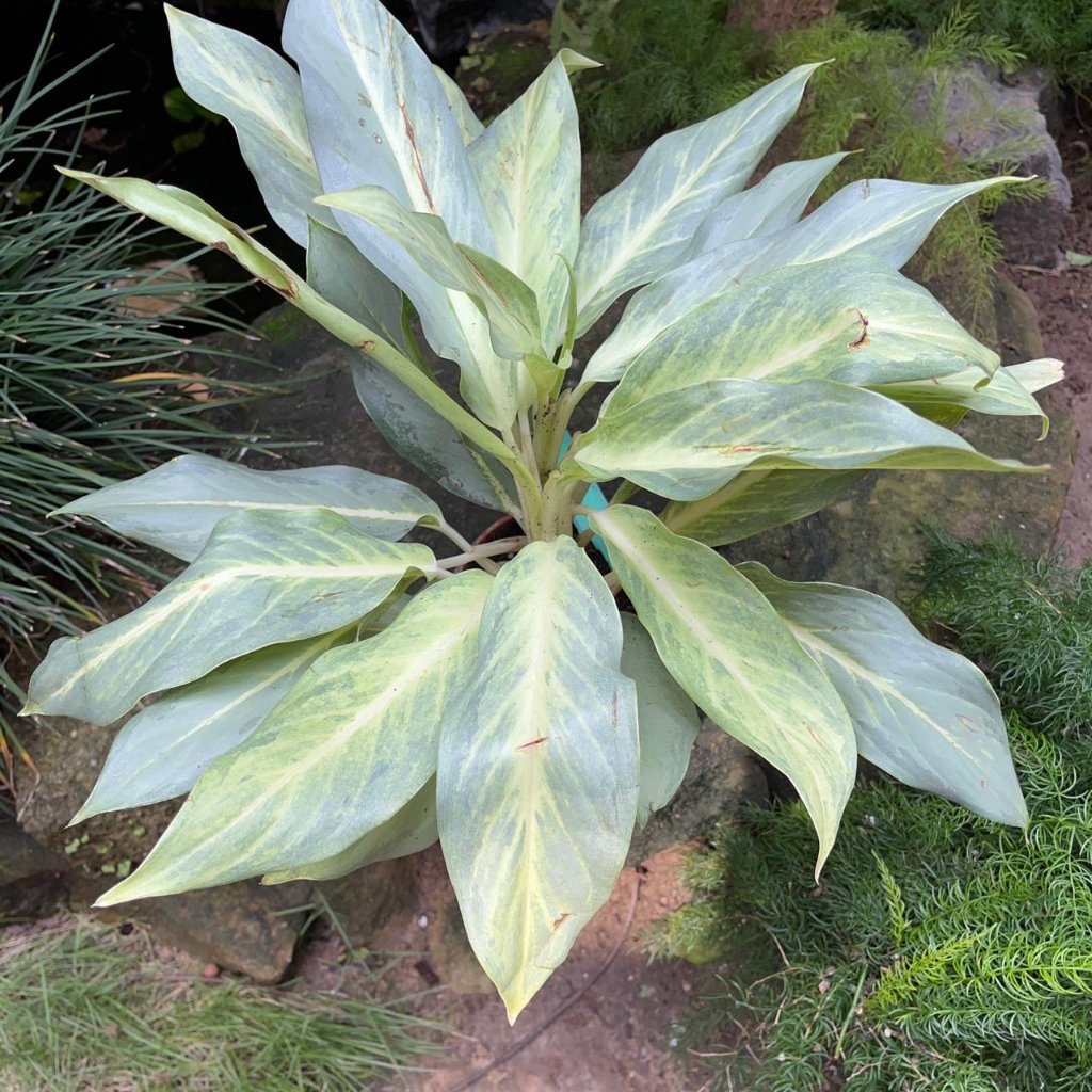 Aglaonema 'Ghost' Plant – Suitable for Modern Living Room Interiors