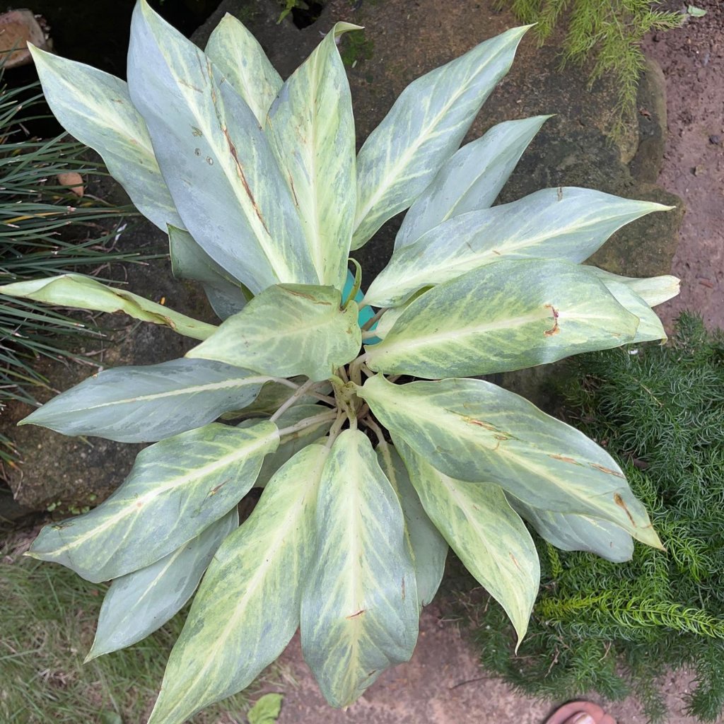 Aglaonema 'Ghost' Plant – Pale Silvery Leaf Surface Close-Up