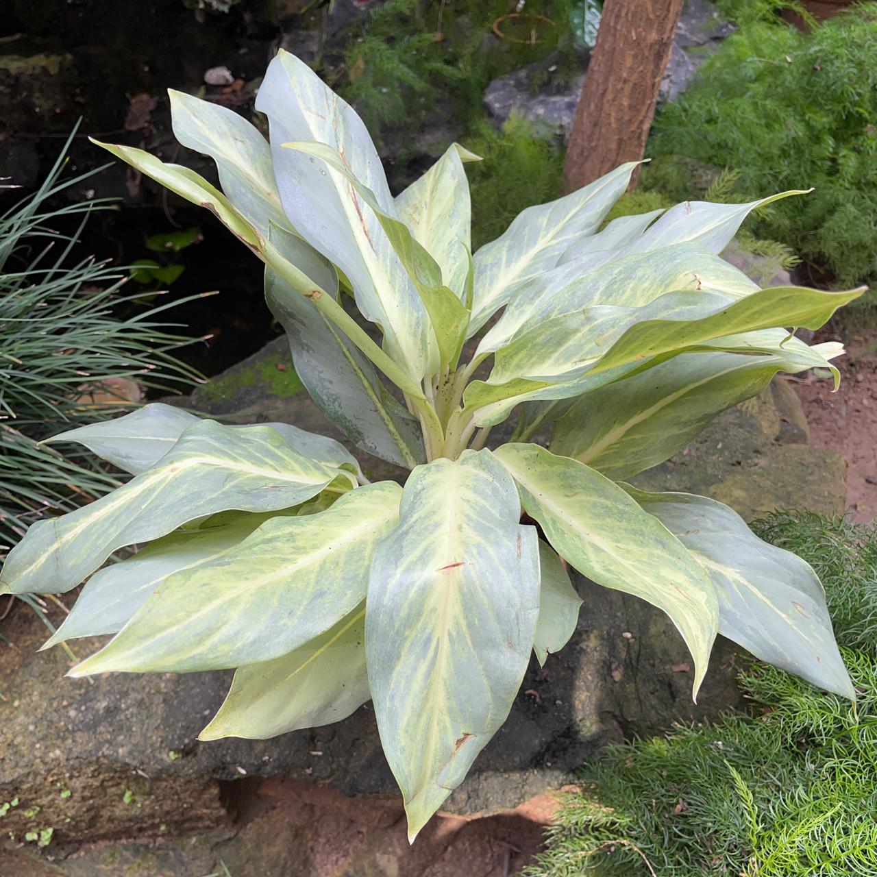 aglaonema ghost frost Aglaonema Ghost Plant – Indoor Decorative Evergreen Foliage