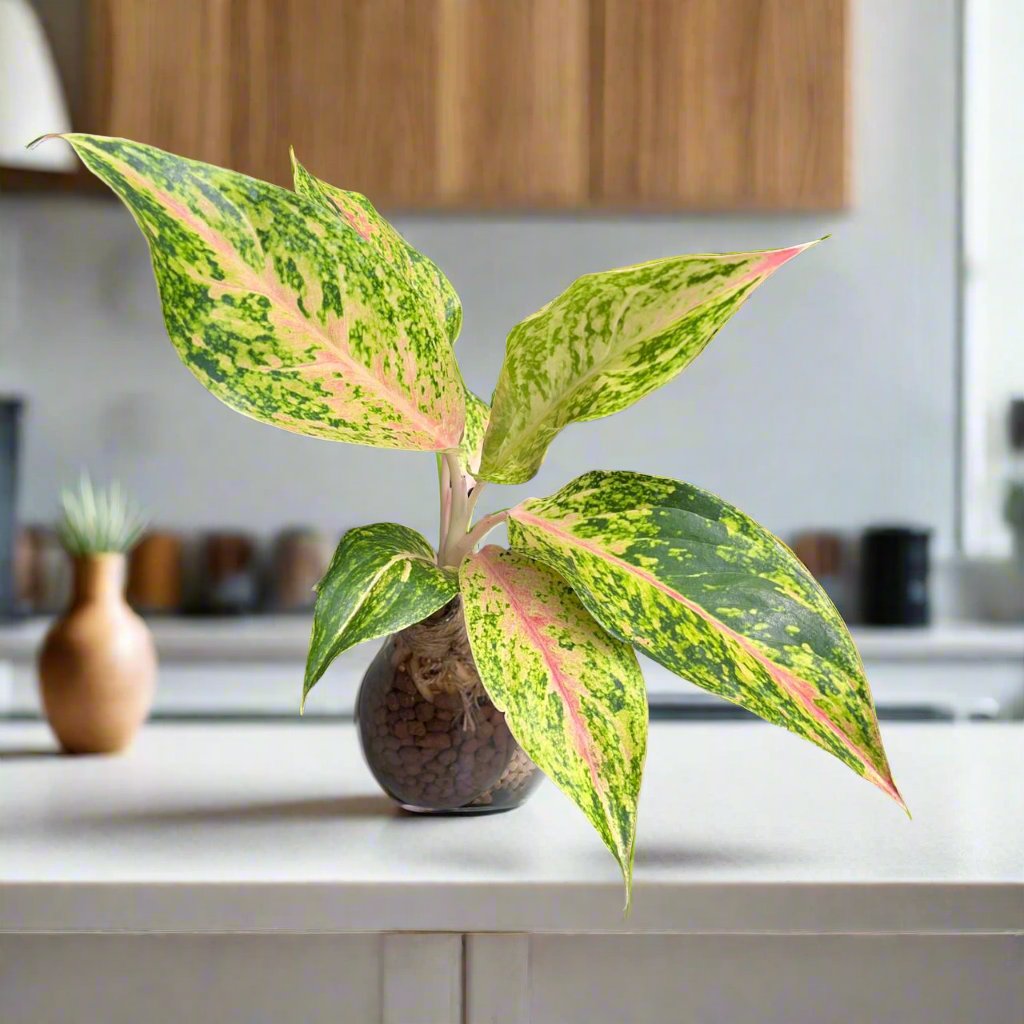 aglaonema cleopatra Aglaonema rotundum 'Cleopatra' Water Terrarium Kit