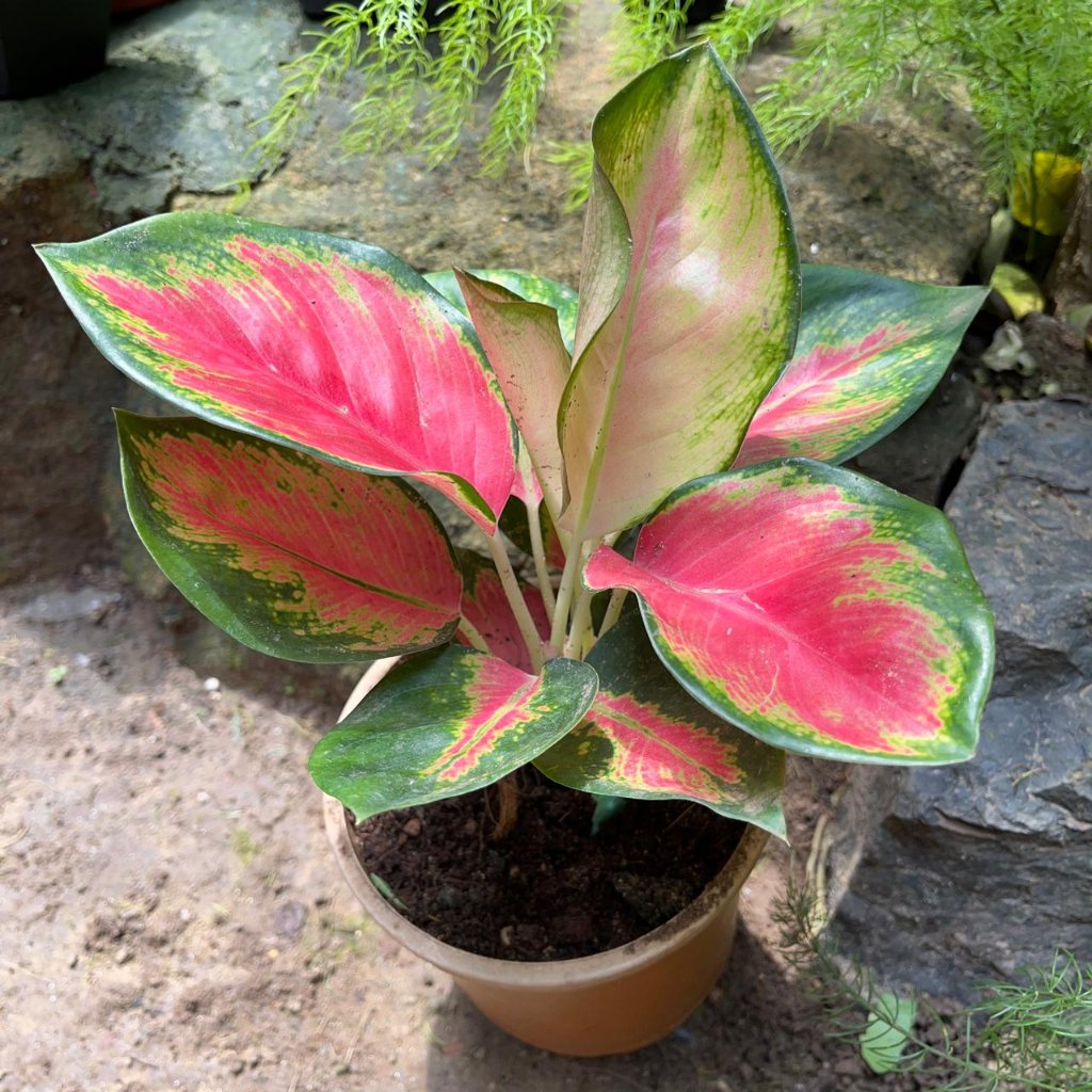 Aglaonema rotundum hybrid 'Red Desire' Plant – Red-Green Leaf Contrast Highlight