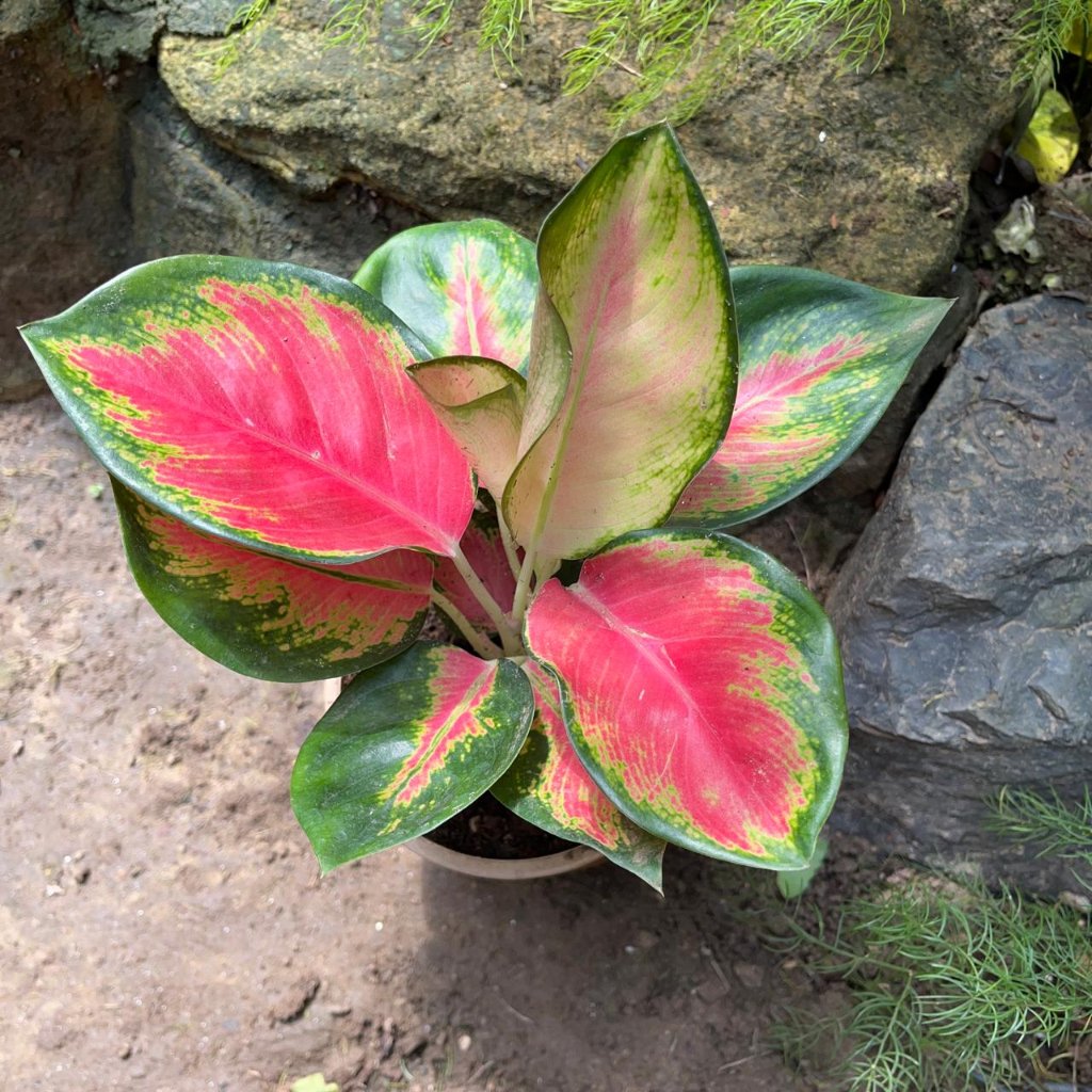 Aglaonema rotundum hybrid 'Red Desire' Plant – Indoor Colorful Evergreen Foliage – myBageecha
