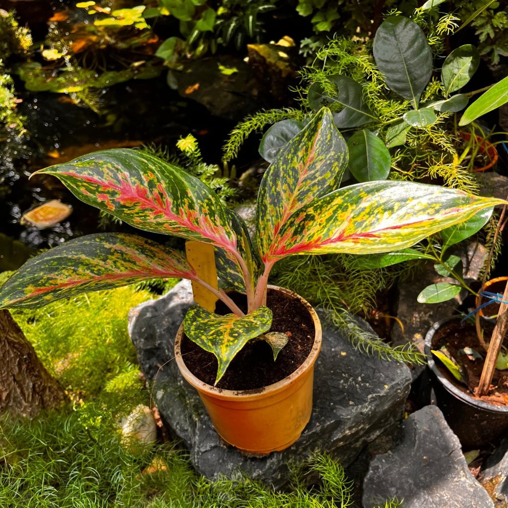 Aglaonema Peacock Plant – Distinctive Multi-Toned Leaf Pattern